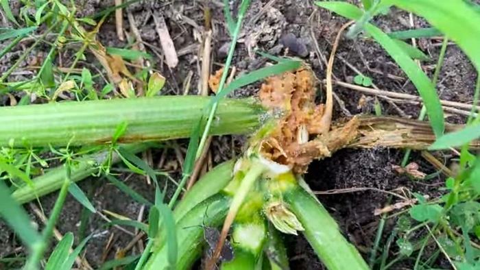 image of damaged zucchini plant