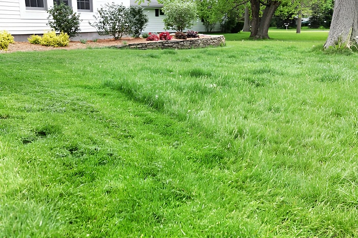 image of longer lawn grass