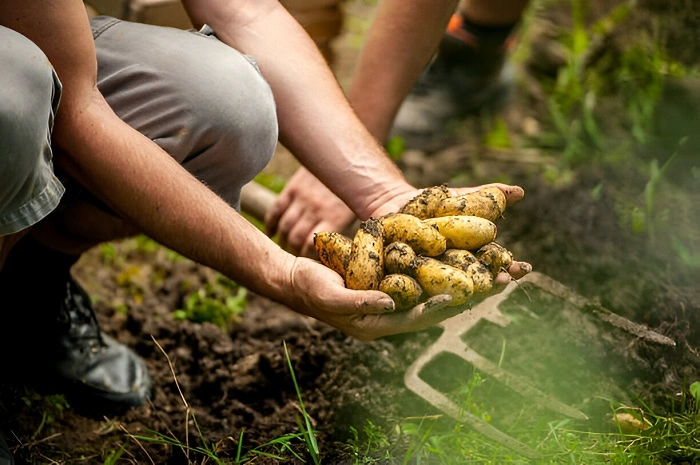 image of early potato harvest