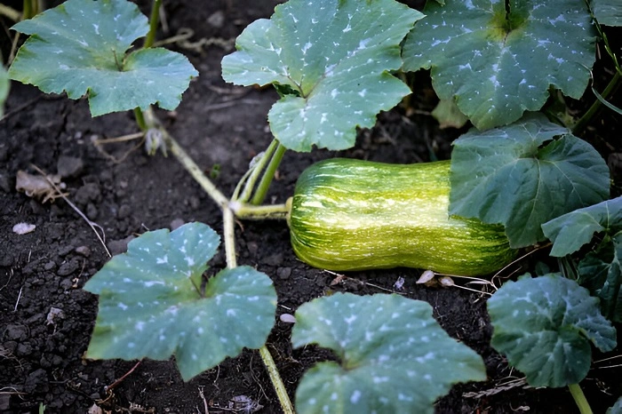 image of disease attack on zucchini leaves