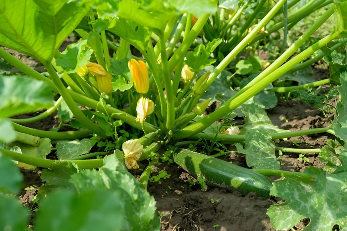 image of zucchini plant in sunlight