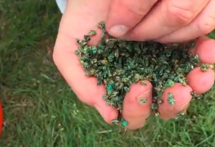 image of high quality buffalo grass seed