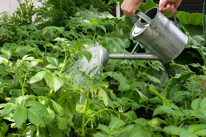 image of watering potato plants