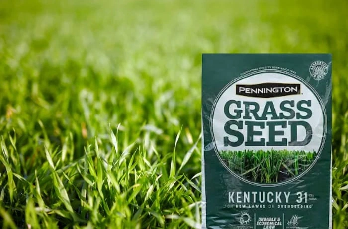image of bag of Kentucky bluegrass