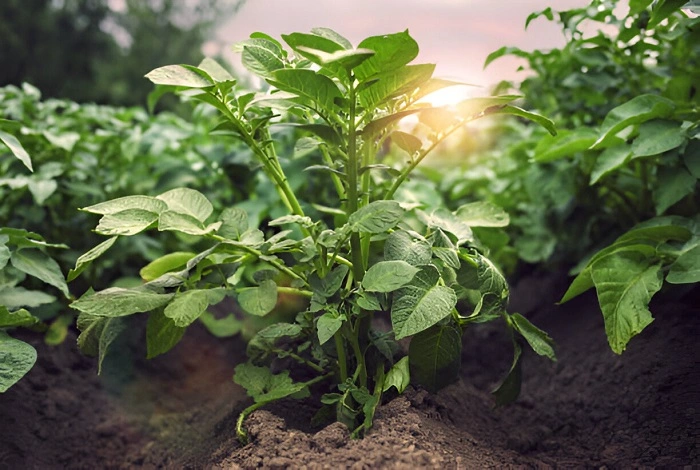 image of potato plants