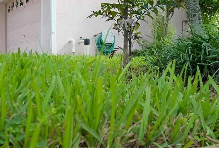 image of longer lawn grass