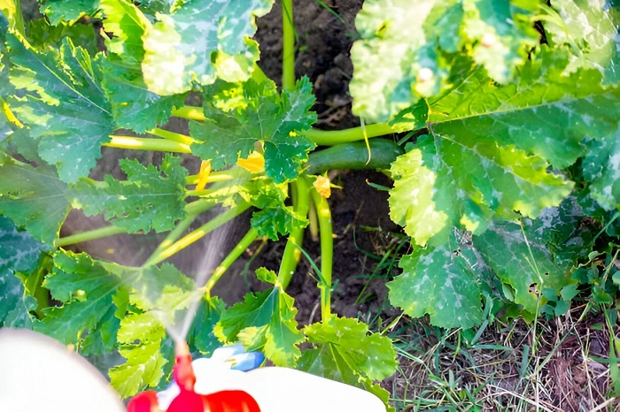 image of spraying pesticides on plant