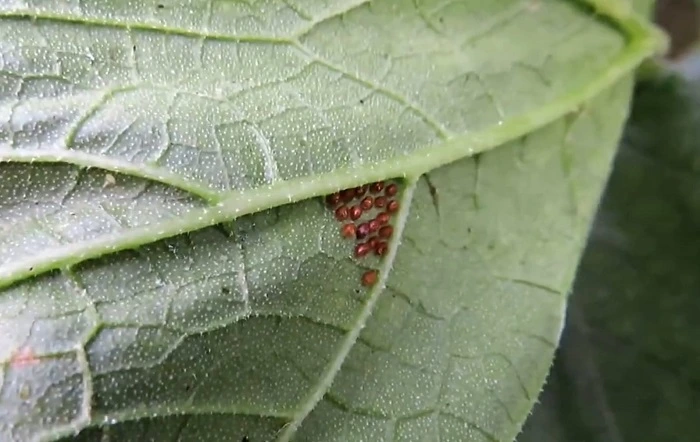 image of bug eggs on zucchini leaves