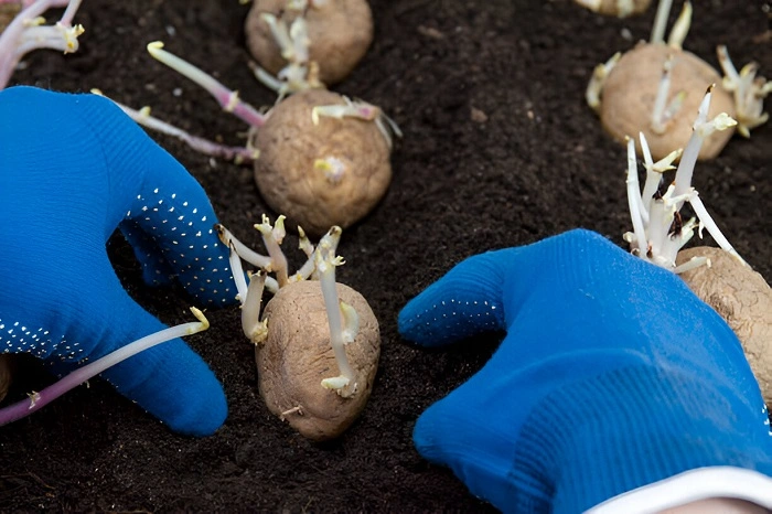 image of good quality potato seeds to plant