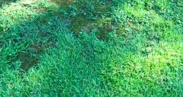 image of centipede grass