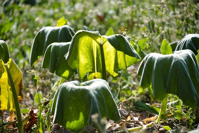 image of dehydrated zucchini plant