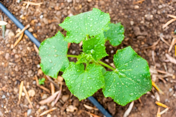 image of watered zucchini plant