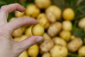 image of small sized potatoes