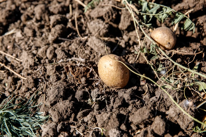 image of small size potatoes harvest