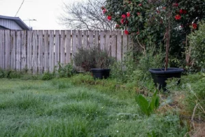 image of a lawn with fuller and fast grass growth