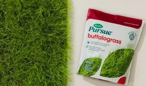 image of buffalo grass seeds bag