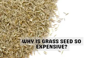 image of grass seeds