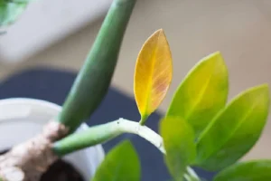 image of zz plant leaves turning yellow