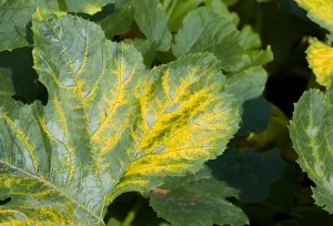 image of zucchini leaves turning yellow