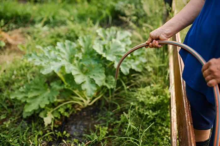 image of watering a zucchini plant