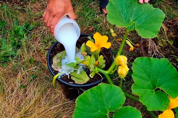 image of fertilizing pumpkin plant