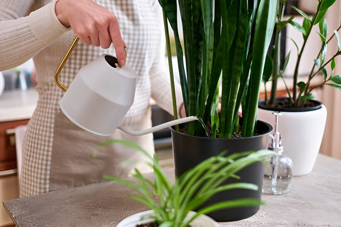 image of watering a trimmed snake plant