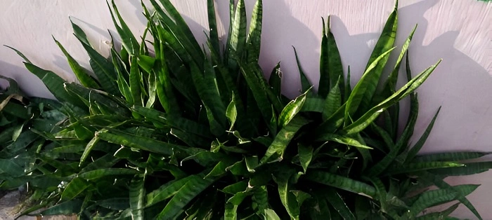 image of snake plant