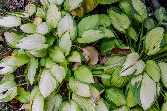 image of blooming hosta plant