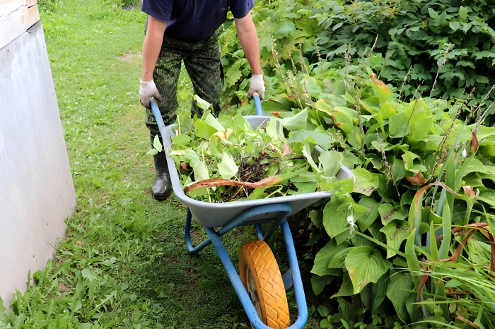 image of cleaning around hosta