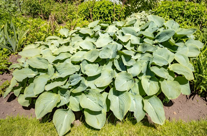 image of hosta in direct sunlight