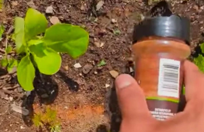 image of dusting cayenne pepper on top of plants