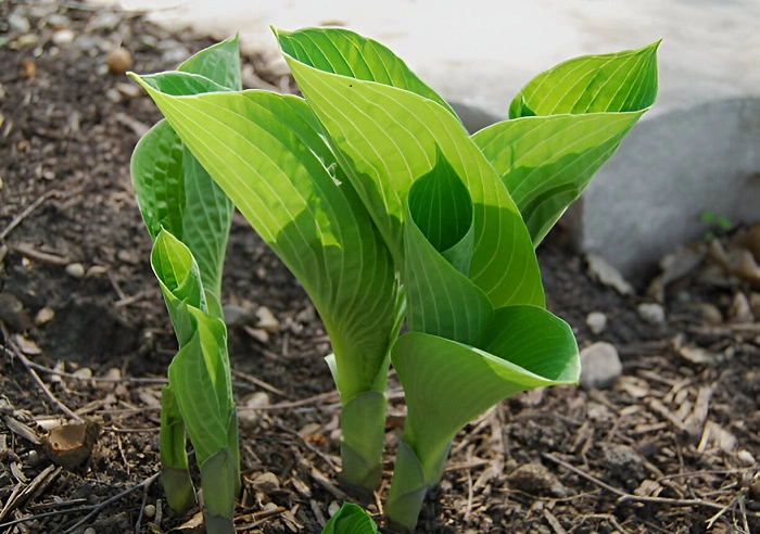 image of early growth in hosta 