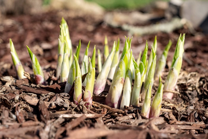 image of hosta shoots emerging