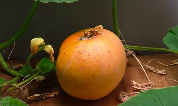image of pumpkin plant