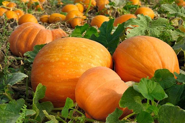 image of pumpkin plant in excessive sunlight