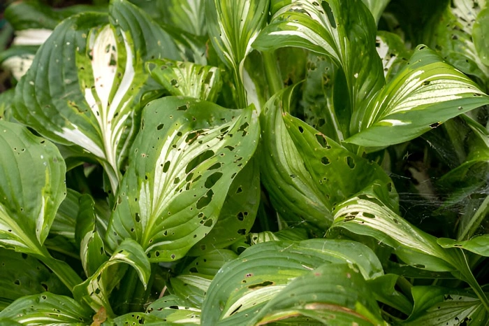 image of a factor affecting hosta growth