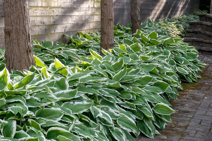 image of a fast growing variety of hosta