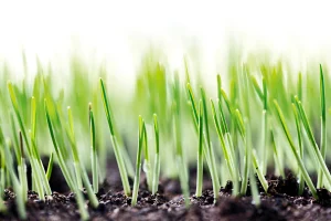 image of grass seeds growth