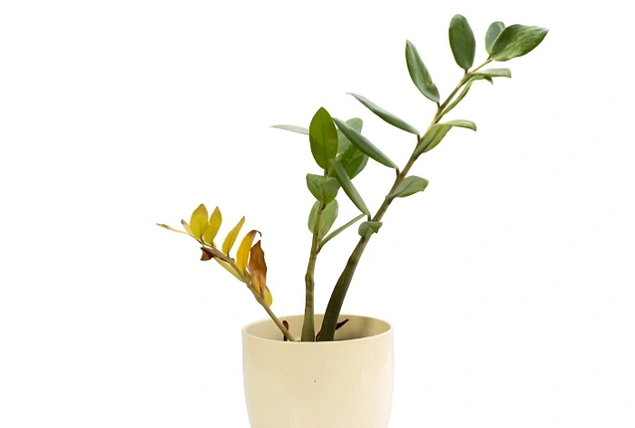 How Often Do I Need To Prune My Zz Plant