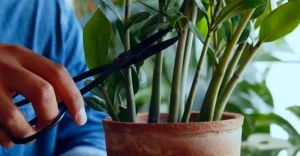 image of pruning zz plant