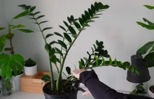 image of trimming of a zz plant