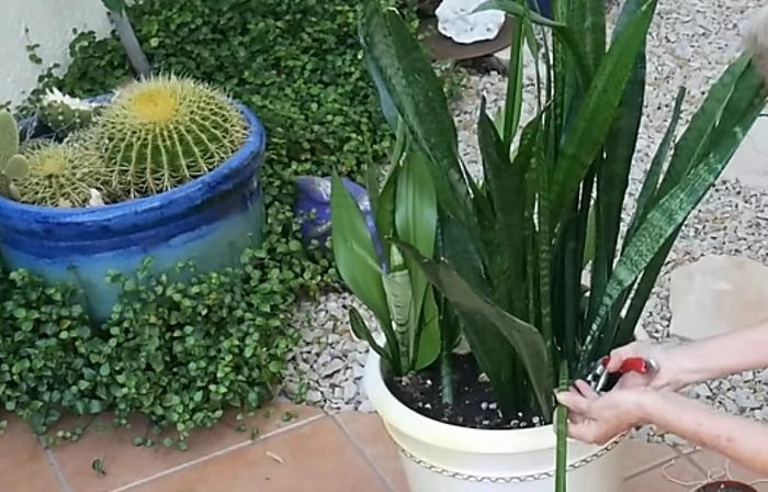 image of removing selected leaves of a snake plant