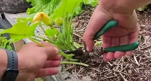 image of pruning zucchini plant