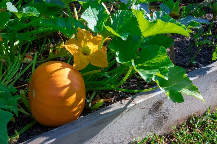 image of pumpkin plant in sunlight