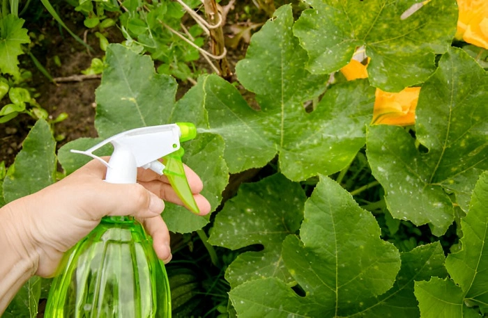 image of spraying pesticides on pumpkin leaves