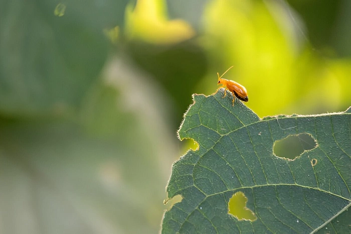 image of bug attack on pumpkin leaves