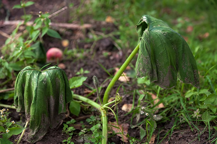 image of pumpkin leaves with insufficient water intake