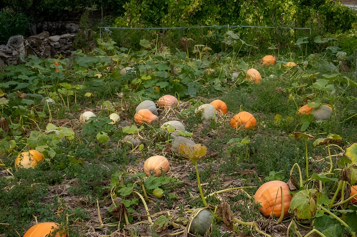 image of pumpkin plant in shady area