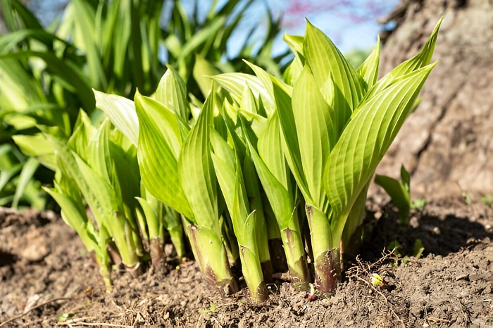 image of leaf development in hosta