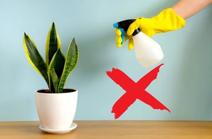 image of a common mistake to avoid after trimming snake plant
